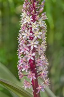 Eucomis comosa 'Sparkling Burgundy' flowering in Summer - August