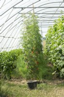 Black bucket and cherry tomatoes in tunnel greenhouse.