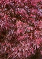 Acer palmatum Tamukeyama , spring May