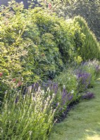 Planting with climbing Hydrangea and Lavender, summer July