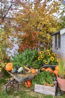 Display of harvested produce including: winter squash and carrots in a wheelbarrow and crate and bouquet of sunflowers, Euphorbia. 