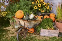 Display of harvested produce, including mixed winter squash in a wheelbarrow. Bouquet of sunflowers, Euphorbia, 