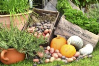 Display of harvested produce, including potted rosemary and crate of potatoes, pumpkins and winter squash.