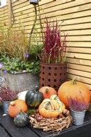 Display of harvested produce, including potted Imperata cylindrica 'Red Baron', mixed winter squash and small potted heather.