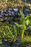 Pistia stratiotes and Pontederia cordata growing in a garden pond that is edged with flint. Designer: Lucy Taylor