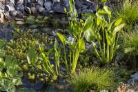 Pistia stratiotes and Pontederia cordata growing in a garden pond that is edged with flint. Designer: Lucy Taylor