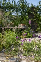 Verbena rigida, Erigeron karvinskianus, 
Geranium cinereum 'Ballerina' and Origanum sp., growing the gravel in the RHS Wildlife Garden, Designed by: Jo Thompson  and  Kate Bradbury.