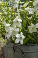A bucket of cut white Nicotiana flowers. Designers: Aunnyside Allotment Society.