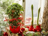 Christmas decoration with Amaryllis and Ardisia, winter December