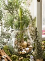 Christmas decoration with waxed Amaryllis bulb in glass jar, winter December