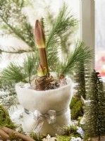 Amaryllis flower shoots emerging from a decorated pot, winter December