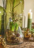 Caption Christmas decorations inside a glass jar with forced hyacinths, winter December