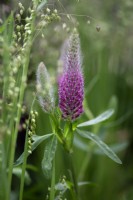 Trifolium rubens - ruddy clover