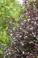 Lophomyrtus x ralphii 'Purpurea' - New Zealand Myrtle