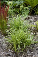 Carex testacea - New Zealand Sedge