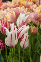 Tulipa 'Red Marilyn' - RHS Malvern Spring Festival 2023 - Pheasant Acre Plants