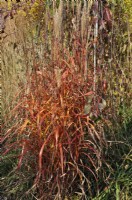 Autumnal Miscanthus sinensis 'Cornet'.