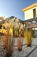 Autumnal miscanthus in gravel bed in front of modern house.