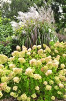 Autumnal border with Miscanthus sinensis 'Rosi' and Hydrangea paniculata 'Silver Dollar'.