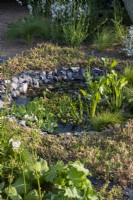 Garden pond edged with  knapped flint and surrounded by sedums.  Pistia stratiotes and Pontederia corda, a couple of the plants growing in the water. The Traditional Townhouse Garden. Designed by: Lucy Taylor