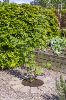 Hazel 'Webbs Prize Cob' planted in gravel garden