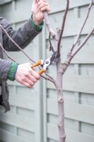 Woman cutting back branches to create a flat espalier