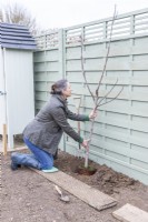 Woman planting Fig - Ficus tree against the fence