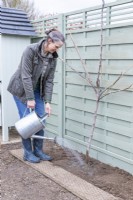 Woman watering Fig - Ficus