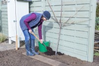 Woman placing mulch at the base of the Fig - Ficus tree