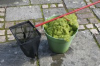 A bucketful of algae removed from a small domestic pond using a net