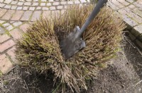 Dividing Miscanthus sinensis with a sharp spade