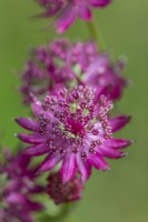 Astrantia major 'Ruby Wedding' flowering in late Summer - September