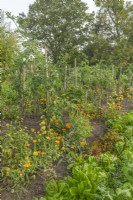View of staked Tomato varieties with companion planting of Calendula officinalis flowers in late Summer - September