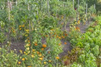 View of rows of staked Tomato varieties in a vegetable garden with companion planting of Calendula officinalis flowers in late Summer - September