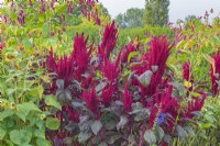Amaranthus 'Red Garnet' flowering in late Summer - September
