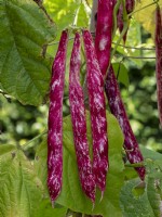 Borlotti Phaseolus vulgaris  runner beans  September Autumn