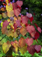Cercis canadensis 'Eternal Flame'  September  Autumn