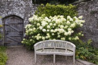 Hydrangea arborescens 'Annabelle' with wooden seat and gate in corner of walled garden. August. Summer.