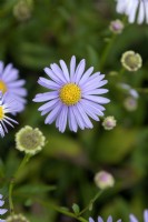 Aster Spectablis, showy aster