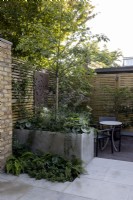 Courtyard garden with seating area screened by a raised bed, filled with tree and underplanting of perennials, and contemporary wood boundary fence. In the foreground, a small bed of green foliage perennials softens the paving.