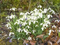 Galanthus nivalis S. Arnott, spring March