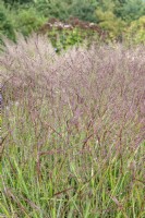 Panicum virgatum 'Shenandoah' switchgrass