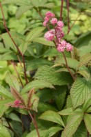 Rodgersia 'Irish Bronze' - pink flowers age to white