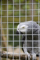 William the African Grey Parrot in the Aviary in the Upper Courtyard. August. 
