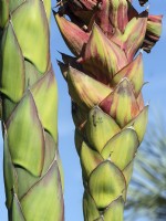 Agave montana detail of stems