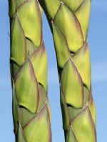 Agave montana detail of  stems
