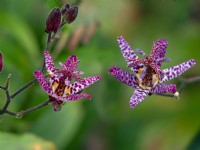Tricyrtis hirta The toad lily, or hairy toad lily September Autumn