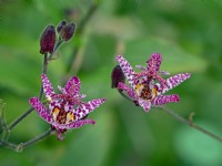 Tricyrtis hirta The toad lily, or hairy toad lily September Autumn