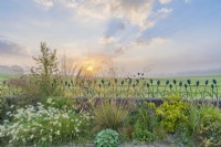 View of mixed ornamental grasses flowering in a narrow border in an informal country cottage garden in Autumn - September