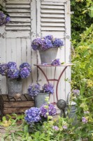 Blue purple Hydrangeas in metal buckets on table and wooden box on wooden terrace against painted white door background